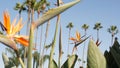 Palms in Los Angeles, California, USA. Summertime aesthetic of Santa Monica and Venice Beach on Pacific ocean Royalty Free Stock Photo