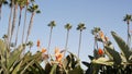 Palms in Los Angeles, California, USA. Summertime aesthetic of Santa Monica and Venice Beach on Pacific ocean Royalty Free Stock Photo