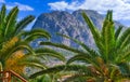 Palms and a mysterious mountain in the background