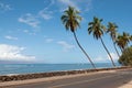 Palms near the road