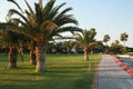 Palms in a nice garden