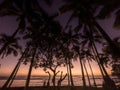 Palms and ocean in Hawaii Royalty Free Stock Photo