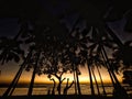 Palms and ocean in Hawaii Royalty Free Stock Photo