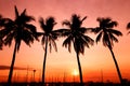 Palms in orange and pink sunset, Manila Bay, Philippines