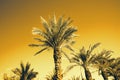 Palms with orange pop art effect. Vintage stylized photo with light leaks. Summer palm trees over sky on beach. Holiday Royalty Free Stock Photo