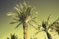 Palms with orange pop art effect. Vintage stylized photo with light leaks. Summer palm trees over sky on beach. Holiday