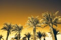 Palms with orange pop art effect. Vintage stylized photo with light leaks. Summer palm trees over sky on beach. Holiday