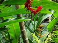 Palms, orchids and other plants at Garden Of The Sleeping Giant, popular attraction, Fiji