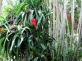 Palms, orchids and other plants at Garden Of The Sleeping Giant, popular attraction, Fiji