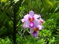 Palms, orchids and other plants at Garden Of The Sleeping Giant, popular attraction, Fiji