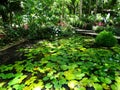 Palms, orchids and other plants at Garden Of The Sleeping Giant, popular attraction, Fiji