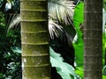 Palms, orchids and other plants at Garden Of The Sleeping Giant, popular attraction, Fiji