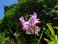 Palms, orchids and other plants at Garden Of The Sleeping Giant, popular attraction, Fiji