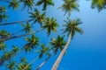 Palms over clear blue sky Royalty Free Stock Photo