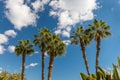 Palms on Paseo Maritimo Picasso East from Malaga Royalty Free Stock Photo