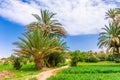 Palms and plantation in a moroccan oasis, Tinghir Royalty Free Stock Photo