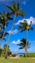 Palms Reaching for the Sky