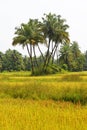 Palms on the rice field