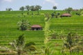 Palms and ricefield on Bali island.