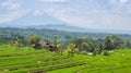 Palms and ricefield on Bali island.