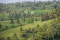 Palms and ricefield on Bali island.