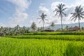 Palms and ricefield on Bali island.