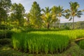 Palms and ricefield on Bali island.