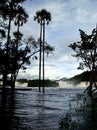 Palms on a river