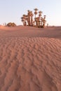 Palms on the Sahara desert, Merzouga, Morocco Colorful sunset in the desert above the oasis with palm trees and sand dunes. Royalty Free Stock Photo