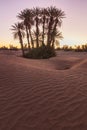 Palms on the Sahara desert, Merzouga, Morocco Colorful sunset in the desert above the oasis with palm trees and sand dunes. Royalty Free Stock Photo