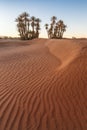 Palms on the Sahara desert, Merzouga, Morocco Colorful sunset in the desert above the oasis with palm trees and sand dunes. Royalty Free Stock Photo