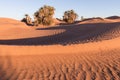 Palms on the Sahara desert, Merzouga, Morocco Colorful sunset in the desert above the oasis with palm trees and sand dunes. Royalty Free Stock Photo