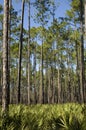 Palms and Saw Palmettos Royalty Free Stock Photo