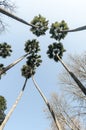 Palms seen from underneath