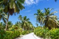 Palms Seychelles La Digue path vacation holidays travel paradise symbolic image palm Royalty Free Stock Photo