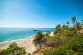 Palms by the shore in Laguna Beach