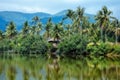 Palms on the shore of a tropical Gulf Royalty Free Stock Photo