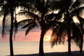 Palms silhouette at sunset. White beach. Boracay Island. Aklan. Western Visayas. Philippine Royalty Free Stock Photo