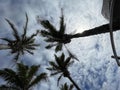 Palms and sky in Cabarete, Dominican Republic, 2024