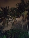 The Palms, The Sky, The Night Royalty Free Stock Photo