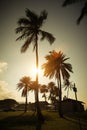 Palms in the sun at Haleiwa beach park, Oahu North Shore, Hawaii Royalty Free Stock Photo