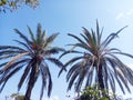 Palms in sunny day Royalty Free Stock Photo