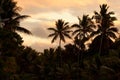 Palms at sunset Royalty Free Stock Photo