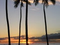 Palms at sunset Royalty Free Stock Photo