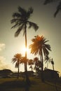 Palms in sunset at Haleiwa, Oahu North Shore, Hawaii Royalty Free Stock Photo