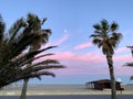 Palms sunset and rose nubles Royalty Free Stock Photo