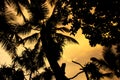 Palms sunset silhouette