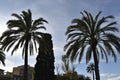 Palms sunset sky Royalty Free Stock Photo