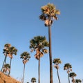 Palms threes sky blue Royalty Free Stock Photo