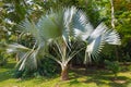 Palms Trachycarpus Fortunei Medellin